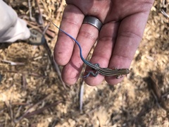 Aspidoscelis hyperythrus