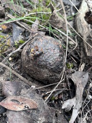 Pisolithus arhizus