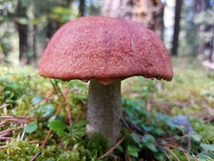 Leccinum aurantiacum