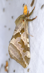 Sthenopis purpurascens