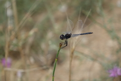 Selysiothemis nigra
