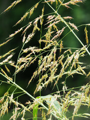 Sorghum halepense
