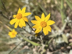 Eriophyllum