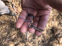 Aspidoscelis hyperythrus