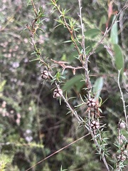 Leptospermum continentale