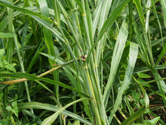 Sorghum halepense