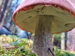 Leccinum aurantiacum