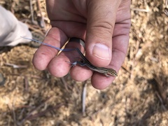 Aspidoscelis hyperythrus