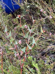 Platylobium obtusangulum