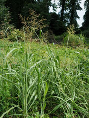 Sorghum halepense