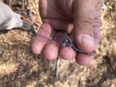 Aspidoscelis hyperythrus