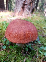Leccinum aurantiacum