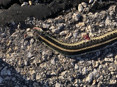 Thamnophis radix