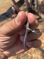 Aspidoscelis hyperythrus