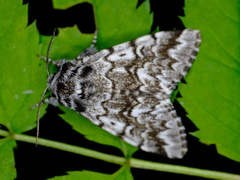 Panthea acronyctoides