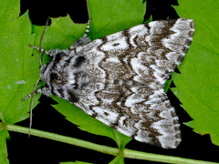 Panthea acronyctoides