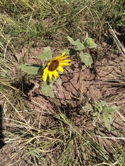 Helianthus petiolaris