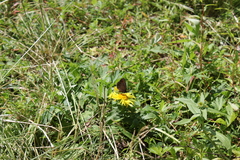Erebia
