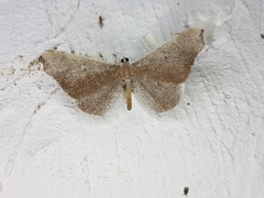 Macrosoma rubedinaria