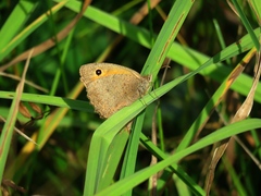 Hyponephele lycaon