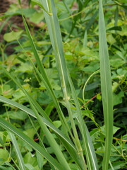 Sorghum halepense