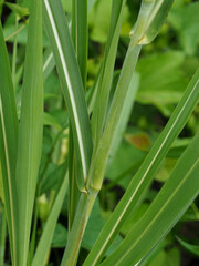 Sorghum halepense