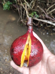 Sapindaceae
