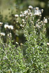 Cirsium arvense integrifolium