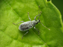 Cyrtepistomus castaneus