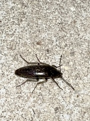 Synchroa punctata