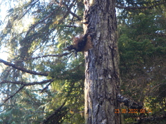 Sphaerophorus venerabilis