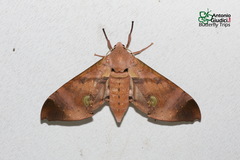 Daphnusa ocellaris