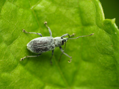 Cyrtepistomus castaneus