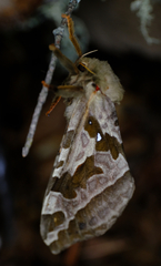Sthenopis purpurascens