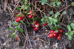 Vaccinium vitis-idaea