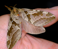 Sthenopis purpurascens