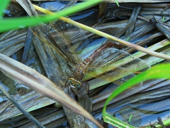 Aeshna grandis