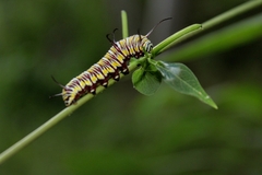 Danaus eresimus montezuma
