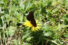 Erebia