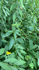 Lysimachia quadrifolia