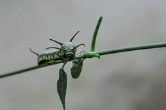 Danaus eresimus montezuma