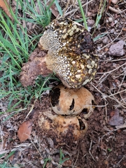 Pisolithus