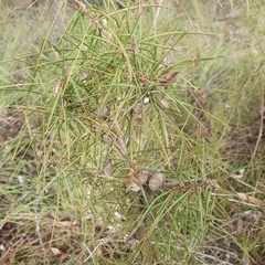 Hakea