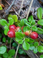 Vaccinium vitis-idaea
