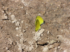 Eurema