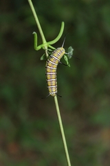 Danaus eresimus montezuma