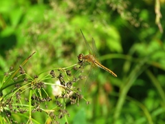 Sympetrum flaveolum