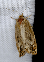 Choristoneura fumiferana