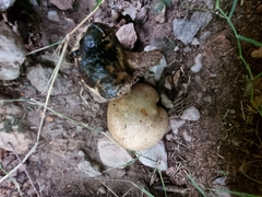 Pisolithus