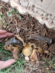 Pisolithus